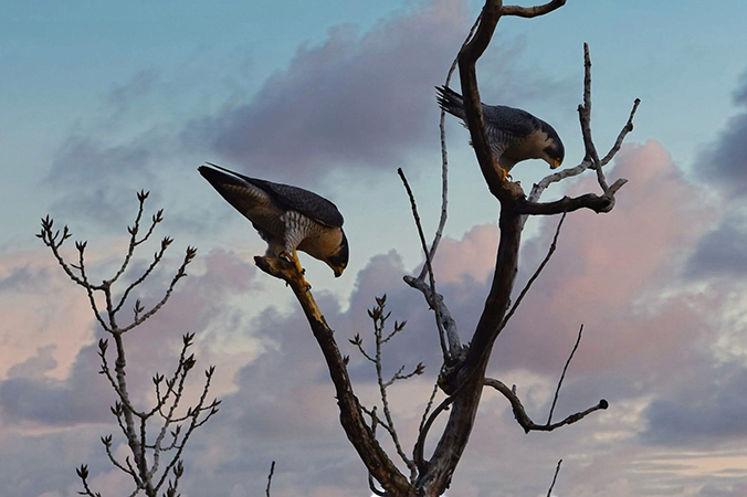File:Hannibal Falcon Pair in Tree.jpg