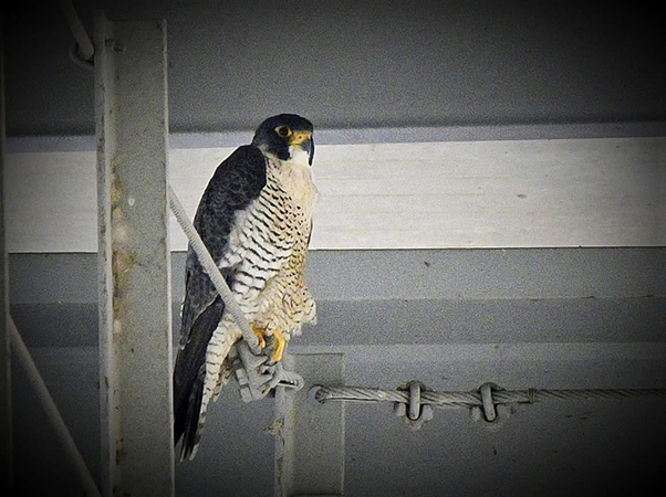 File:Hannibal Falcon on Bridge.jpg