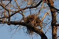 127.7 bald eagle nest2.jpg